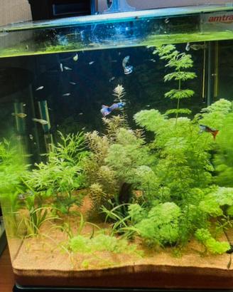 Acquario Amtra 36L con accessori