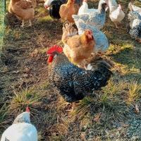 Galline