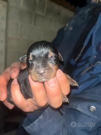 Cuccioli rottweiler
