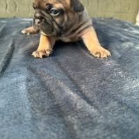Bulldog francesi blu and tan