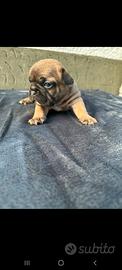 Bulldog francesi blu and tan