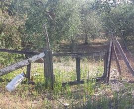 Terreno agricolo di 1400 mq sito in Triggiano