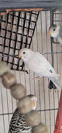 Cocorite