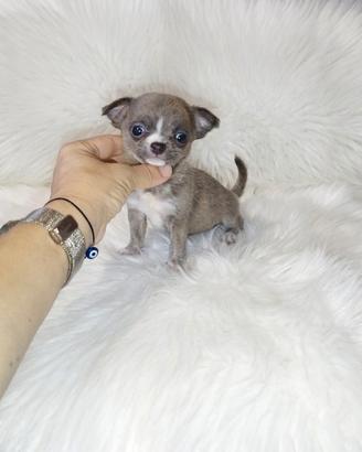 Chihuahua micro Silver brindle merle occhi verdi