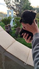 Cucciola di maltipoo