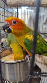 Pappagalli conuro del sole alevato a mano