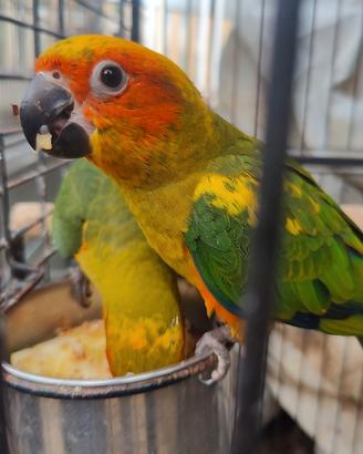 Pappagalli conuro del sole alevato a mano