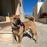 Shar Pei per monta