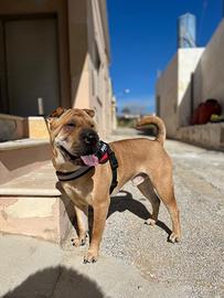 Shar Pei per monta