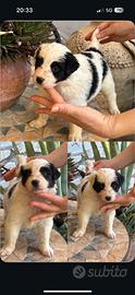 Cuccioli border collie