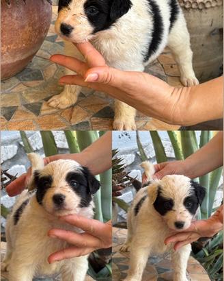 Cuccioli border collie