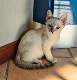 cucciolo Thai (siamese tradizionale)