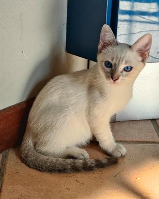 cucciolo Thai (siamese tradizionale)