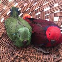 Pappagalli Ecletto DA IMBECCO