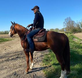 Cavallo americano