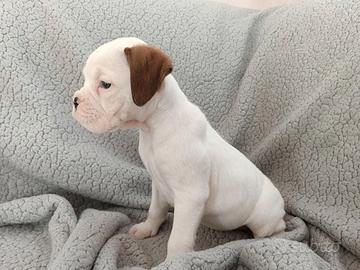 Cucciole boxer bianche