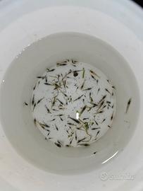 100 Wild caridine davidi bianco