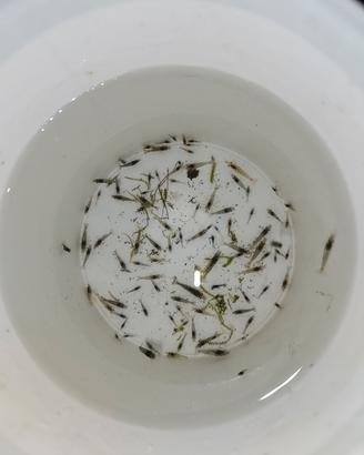 100 Wild caridine davidi bianco