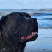 Cane corso con pedigree per accoppiamento