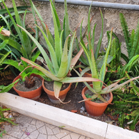 Aloe vera
