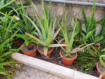Aloe vera