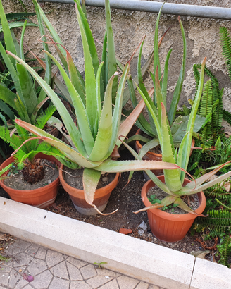 Aloe vera
