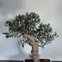 Bonsai Olivo europeo