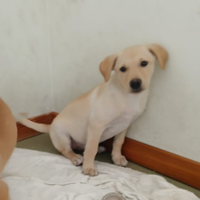 Tenero cucciolo simil labrador in miniatura