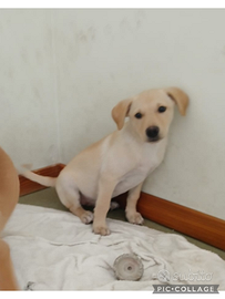 Tenero cucciolo simil labrador in miniatura