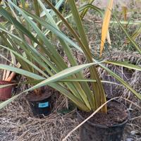 Pianta da giardino 'Phormium'