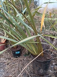 Pianta da giardino 'Phormium'