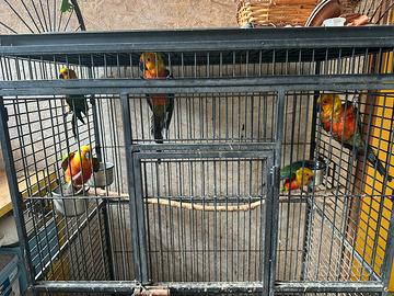 Pappagallo conuro jandaya