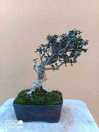 bonsai olivastro shoin