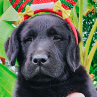 Cucciolo di labrador retriever con pedigree ENCI