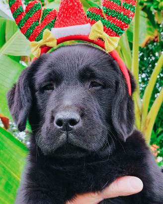 Cucciolo di labrador retriever con pedigree ENCI