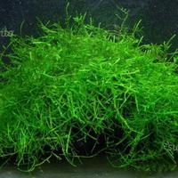 Muschio di Java e Riccia Fluitans x ACQUARIO