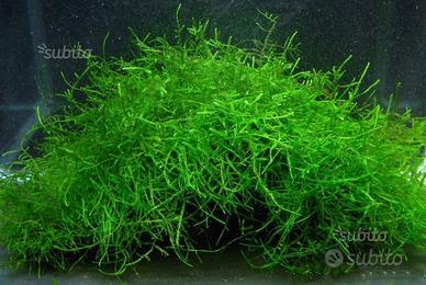 Muschio di Java e Riccia Fluitans x ACQUARIO