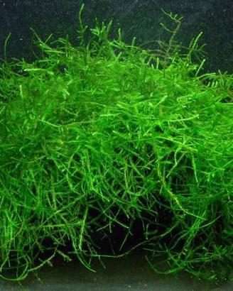 Muschio di Java e Riccia Fluitans x ACQUARIO