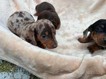 Cuccioli di bassotto