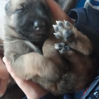 Cuccioli malinois x