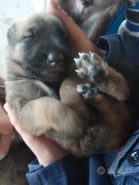 Cuccioli malinois x