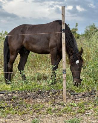 Frisone X andaluso