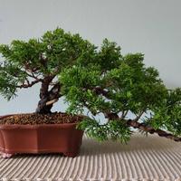 Bonsai di Ginepro varietà itoigawa H. 16 - L.42