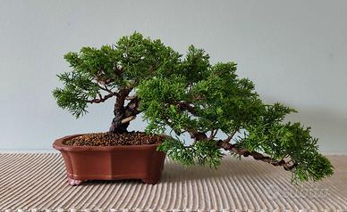 Bonsai di Ginepro varietà itoigawa H. 16 - L.42