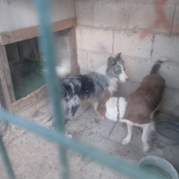 Border Collie