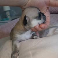 Chihuahua con pedigree