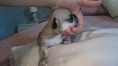 Chihuahua con pedigree