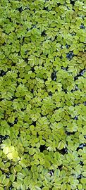 Salvinia: La Pianta Galleggiante Perfetta per Acqu