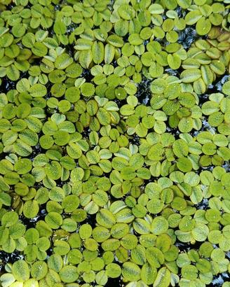 Salvinia: La Pianta Galleggiante Perfetta per Acqu