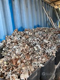 Carrucola - Giunti ortog - tubi innocenti-Trabatel